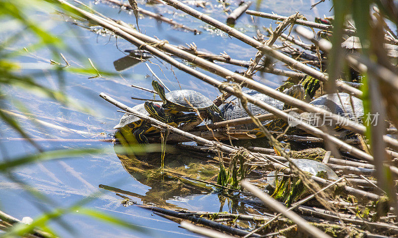 池塘滑块-(Trachemys scripta) Llobregat河，